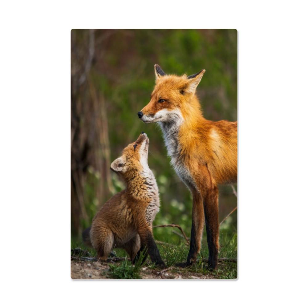 Mother and Baby Fox Metal Print | Wall Art 2024